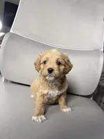 moon, a female Maltipoo for sale in Whittier, CA – 1 of 1