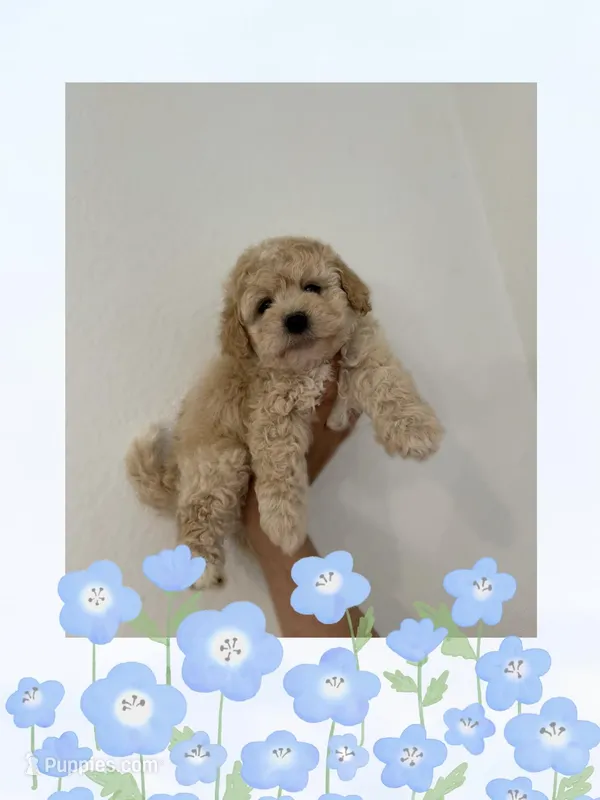 Rex – Maltipoo puppy for sale in Orange, CA