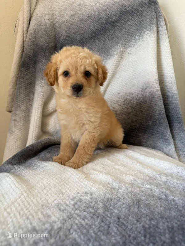 Minnie – Maltipoo puppy for sale in Fontana, CA