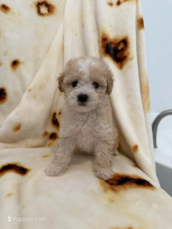 Roxy – Maltipoo puppy for sale in San Marcos, CA