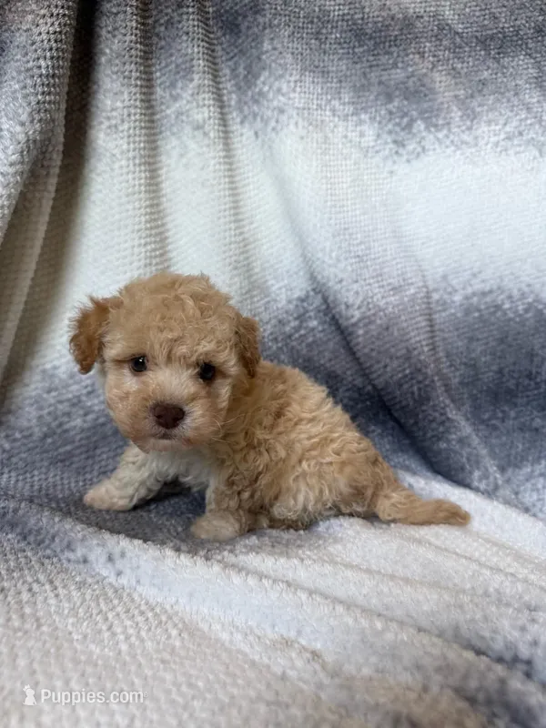 minnie  – Maltipoo puppy for sale in Pico Rivera, CA