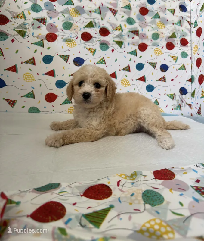 milo – Maltipoo puppy for sale in Fontana, CA