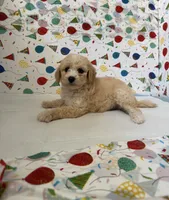 milo, a male Maltipoo for sale in Fontana, CA – 1 of 1