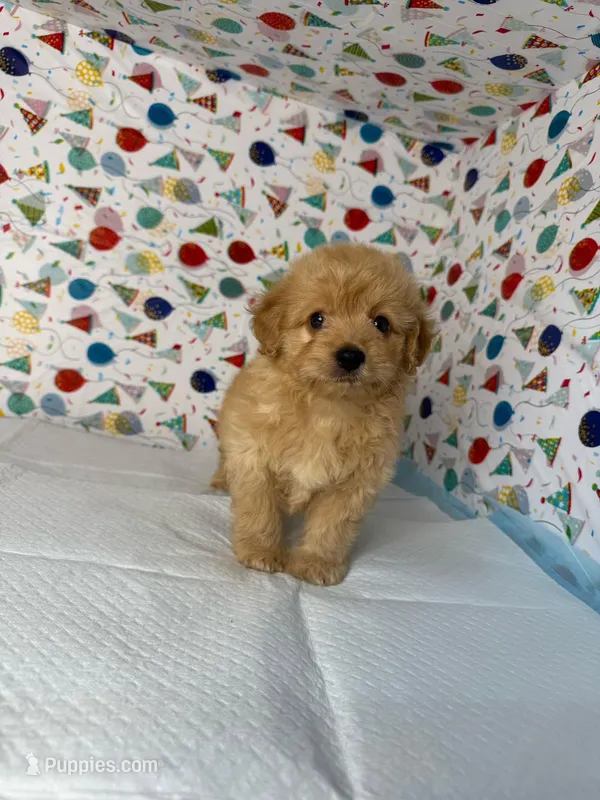 toto – Maltipoo puppy for sale in Fontana, CA