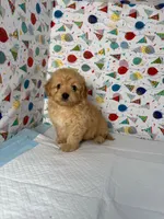 toto, a male Maltipoo for sale in Fontana, CA – 2 of 2