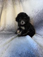 rocky , a male Maltipoo for sale in Pico Rivera, CA – 2 of 3