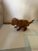 Red, a male Maltipoo for sale in Rialto, CA – Photo 2 of 3