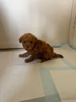 Red, a male Maltipoo for sale in Rialto, CA – Photo 3 of 3