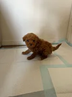 Red, a male Maltipoo for sale in Rialto, CA – Photo 1 of 3