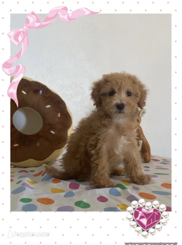 sunny – Maltipoo puppy for sale in Fontana, CA