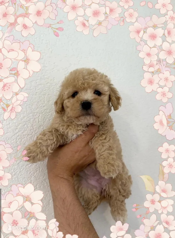 Cookie – Maltipoo puppy for sale in Orange, CA