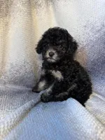 rocky , a male Maltipoo for sale in Pico Rivera, CA – 1 of 3