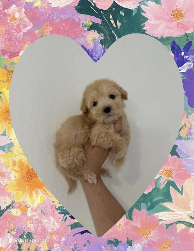 Bela – Maltipoo puppy for sale in Whittier, CA