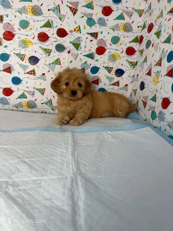 cookie  – Maltipoo puppy for sale in Fontana, CA