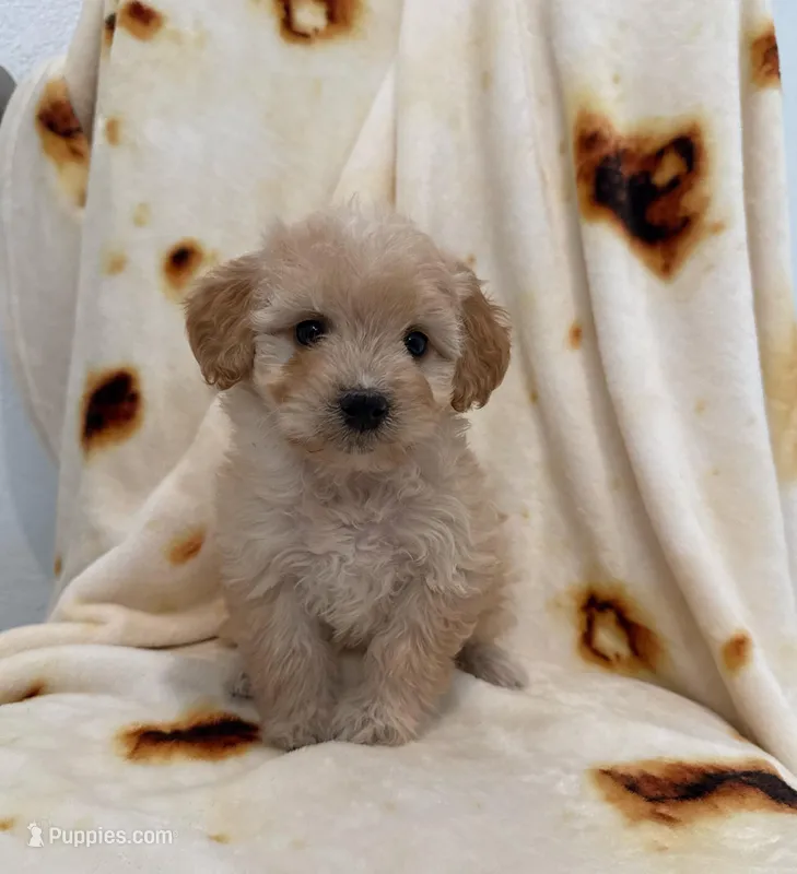 Star  – Maltipoo puppy for sale in San Marcos, CA
