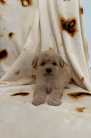 Minnie , a female Maltipoo for sale in San Marcos, CA – Photo 2 of 2