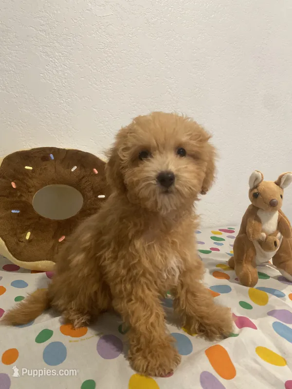 sunny – Maltipoo puppy for sale in Fontana, CA