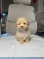 honey, a female Maltipoo for sale in Whittier, CA – 3 of 3