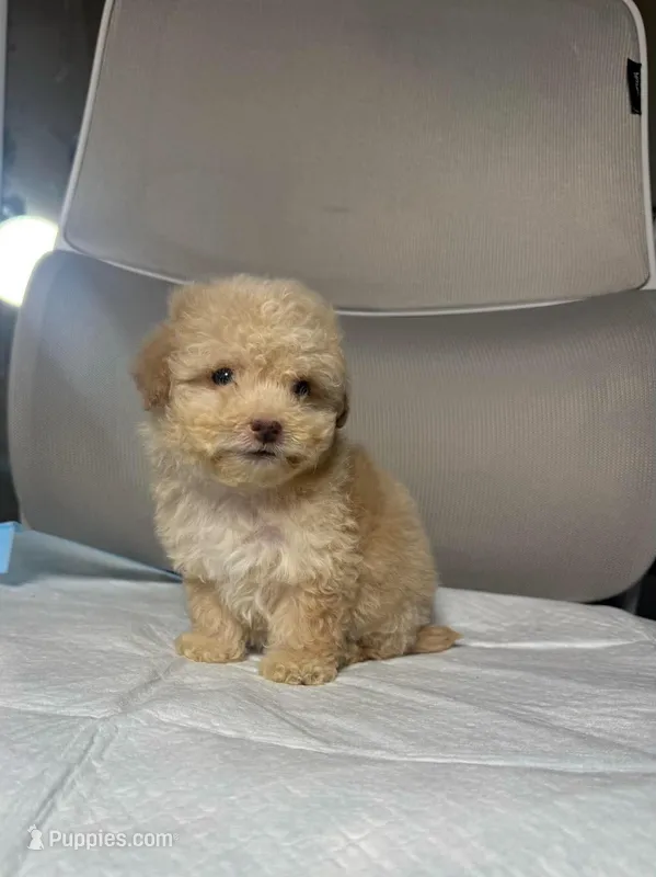 honey – Maltipoo puppy for sale in Whittier, CA