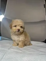 honey, a female Maltipoo for sale in Whittier, CA – 1 of 3