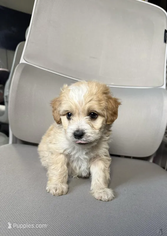 rex – Maltipoo puppy for sale in Whittier, CA