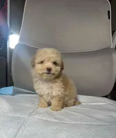 honey, a female Maltipoo for sale in Whittier, CA – 2 of 3