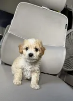 rex, a male Maltipoo for sale in Whittier, CA – 2 of 2