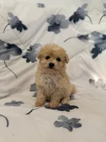 Chanel , a female Maltipoo for sale in Rialto, CA – Photo 2 of 2