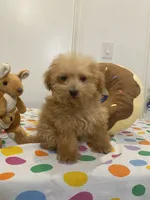 Max, a male Maltipoo for sale in Fontana, CA – 1 of 1