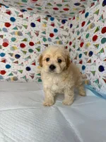 rex, a male Maltipoo for sale in Fontana, CA – 1 of 1