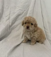 Teddy, a male Maltipoo for sale in Rialto, CA – Photo 2 of 2