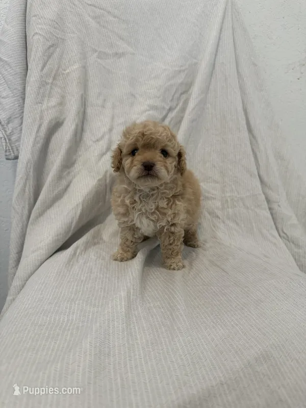 Teddy – Maltipoo puppy for sale in Rialto, CA