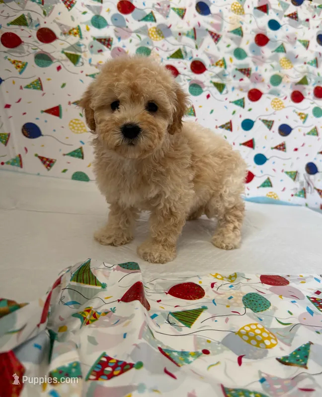 cookie  – Maltipoo puppy for sale in Fontana, CA