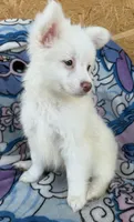 Otis , a male Pomeranian and Mal Shi for sale in Dayton, OH – 6 of 7
