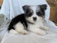 Milo , a male Pomeranian for sale in Dayton, OH – 2 of 6