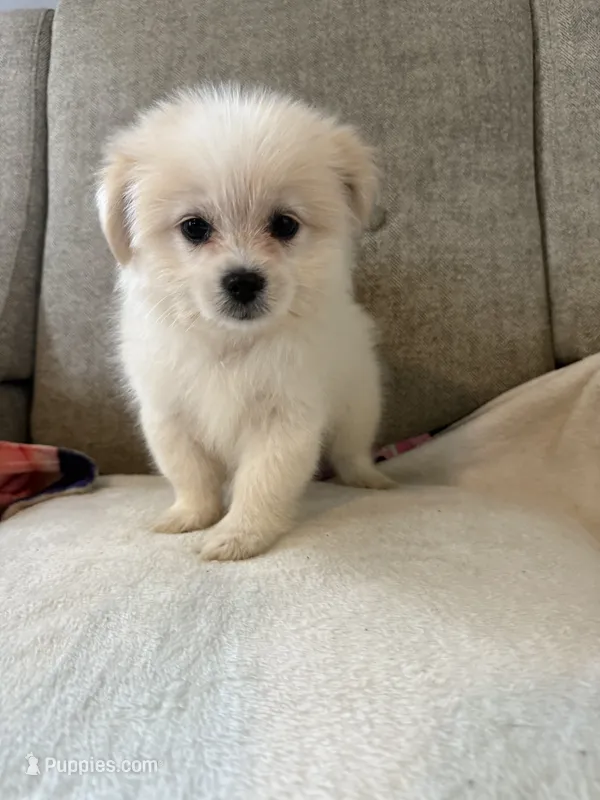 Simba  – Mal Shi puppy for sale in Dayton, OH