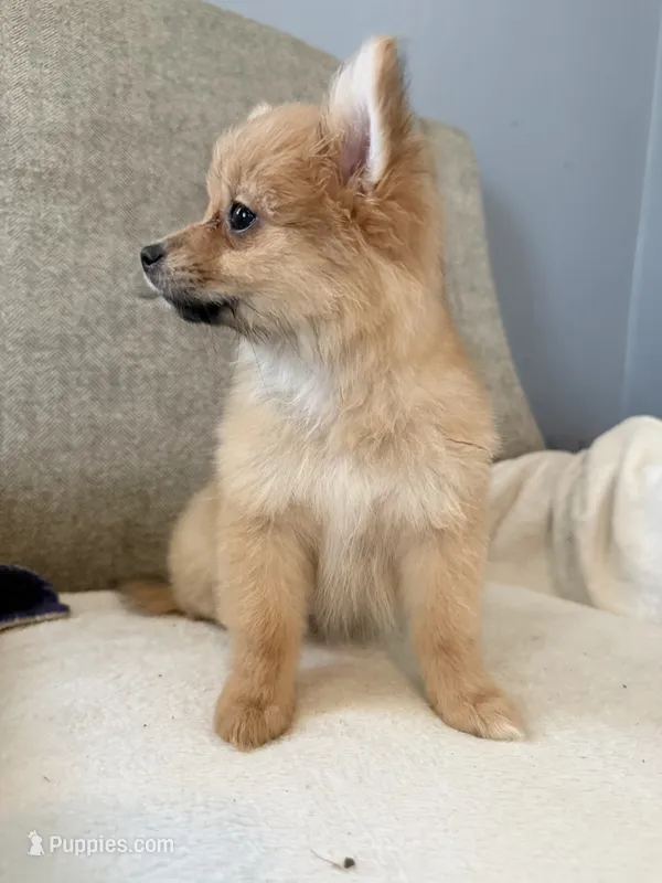 Millie  – Pomeranian puppy for sale in Dayton, OH