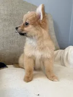 Millie , a female Pomeranian for sale in Dayton, OH – 1 of 3