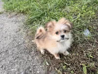 Lilly, a female Pomeranian and Mal Shi for sale in Dayton, OH – 7 of 9