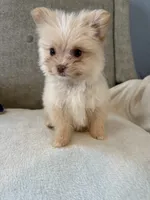 Loki, a male Pomeranian and Maltipom for sale in Dayton, OH – 1 of 5