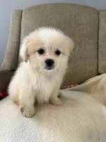 Simba , a male Mal Shi for sale in Dayton, OH – 3 of 4