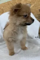 Millie , a female Pomeranian for sale in Dayton, OH – 3 of 6