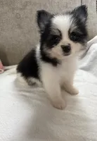 Milo, a male Pomeranian for sale in Dayton, OH – 2 of 4