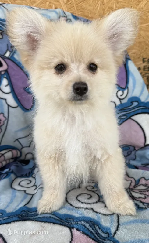 Benji  – Pomeranian, Mal Shi puppy for sale in Dayton, OH