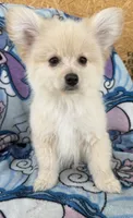 Benji , a male Pomeranian and Mal Shi for sale in Dayton, OH – 1 of 5