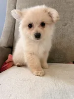 Benji, a male Pomeranian and Maltipom for sale in Dayton, OH – 5 of 5