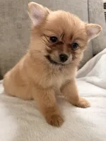 Millie , a female Pomeranian for sale in Dayton, OH – 3 of 3