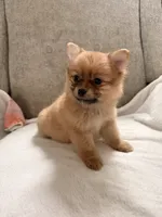 Millie , a female Pomeranian for sale in Dayton, OH – 2 of 3