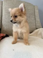 Millie , a female Pomeranian for sale in Dayton, OH – 2 of 3