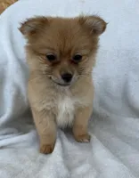 Millie , a female Pomeranian for sale in Dayton, OH – 2 of 6